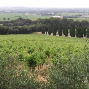 Chateau_Fines_Roches_Chateauneuf011