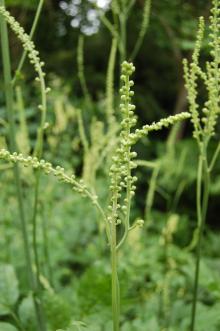 Actaea racemosa Flower Buds (23/06/2013, Kew Gardens, London)