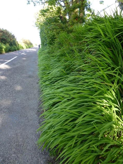 crocosmia growing wild on roadside