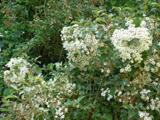 Olearia in flower