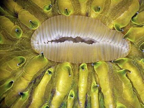 james-nicholson-took-this-close-up-of-a-live-mushroom-coral-its-mouth-is-in-the-process-of-expanding-and-the-color-comes-from-the-coral-glowing