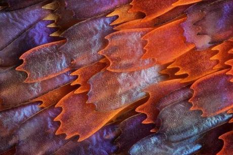 charles-krebs-shot-the-wings-of-a-butterfly-named-prola-beauty-to-capture-these-microscopic-scales