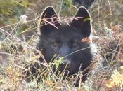 Documents Reveal State Officials, Scientists, Decision Strip Endangered Species Protections From Wolves Across Country