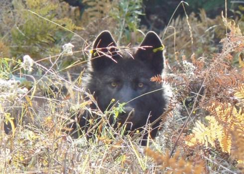 Imnaha pack, wolf, oregon