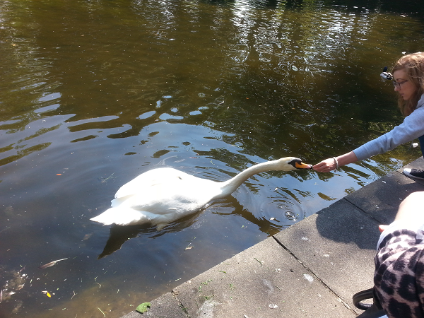 Girl feeding swan