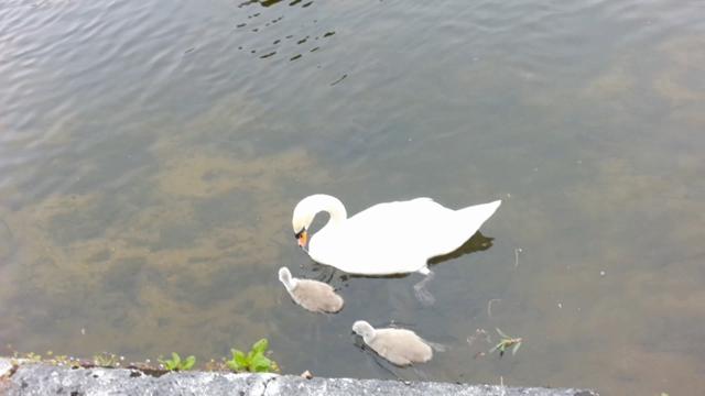 Swans of galway city