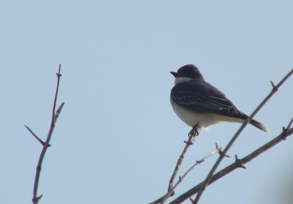 Eastern Kingbird in top of tree - Second Marsh - Oshawa - Ontario