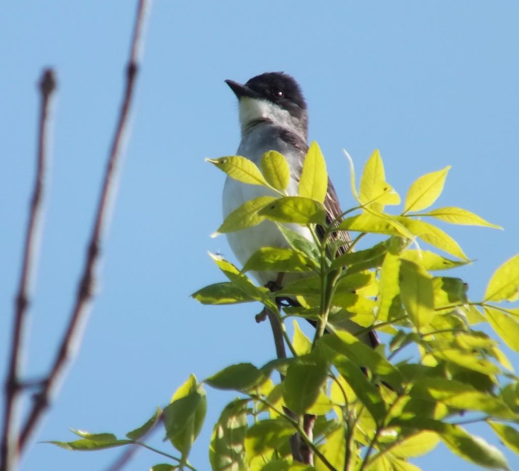 Eastern Kingbird - at attention - Second Marsh - Oshawa - Ontario