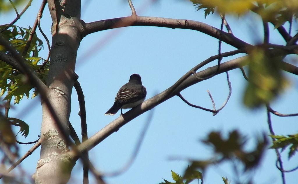 Eastern Kingbird - tail feathers - Second Marsh - Oshawa - Ontario