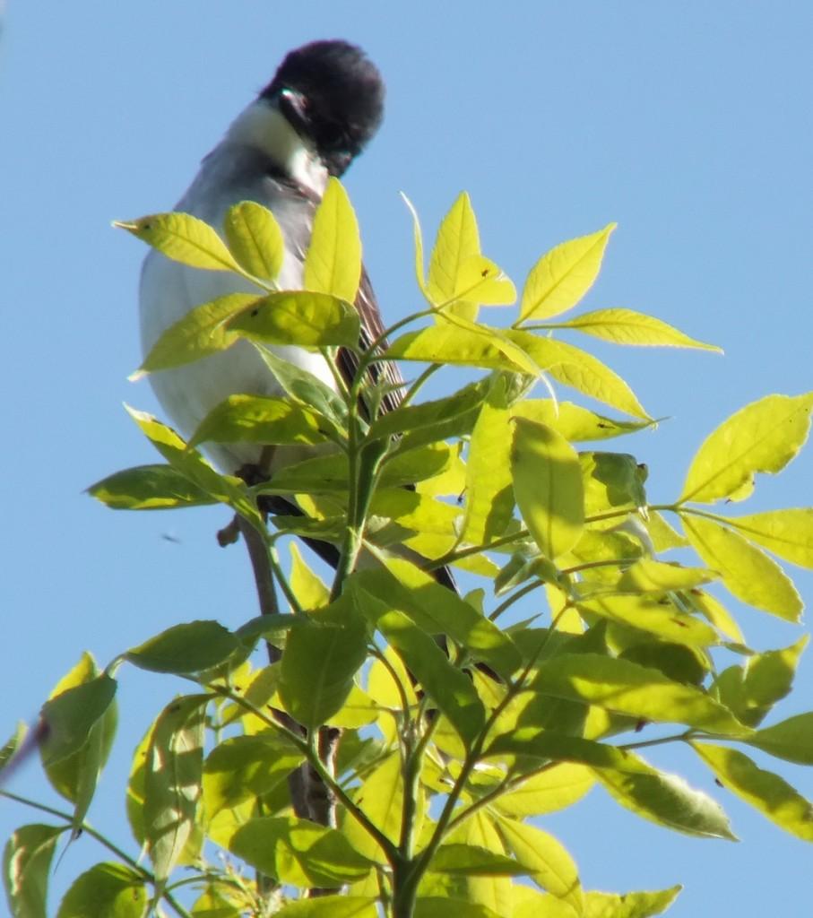 Eastern Kingbird - is curious - Second Marsh - Oshawa - Ontario