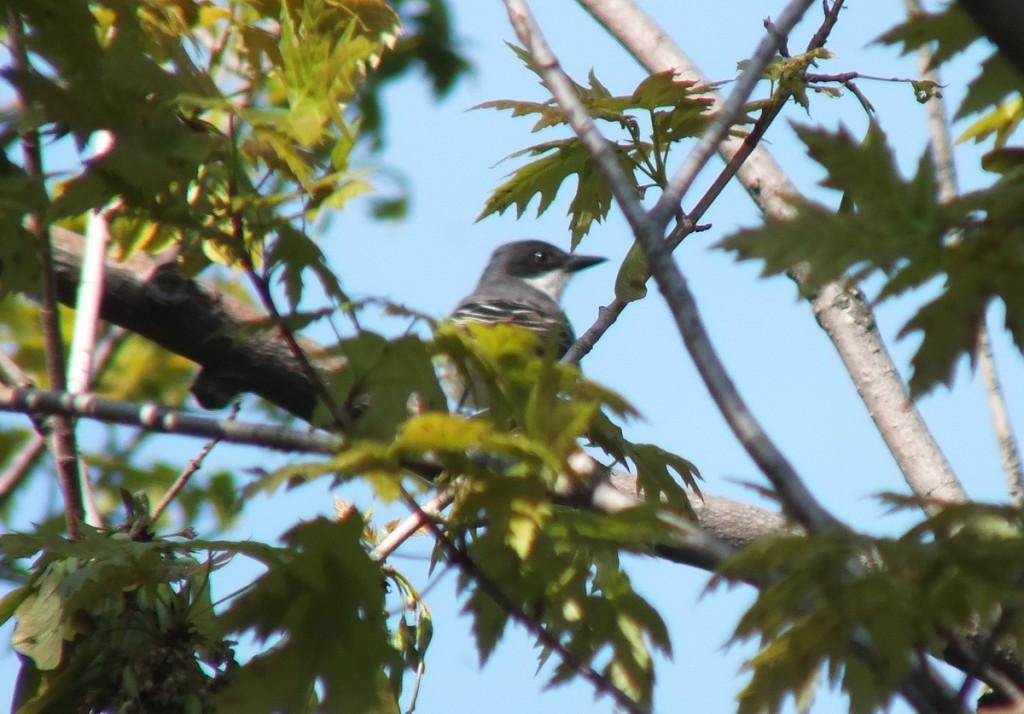 Eastern Kingbird in maple tree - Second Marsh - Oshawa - Ontario