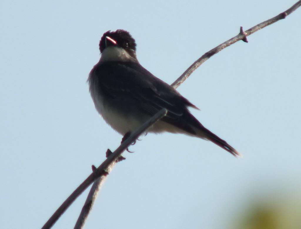 Eastern Kingbird - sharp claws and pointed beak - Second Marsh - Oshawa - Ontario