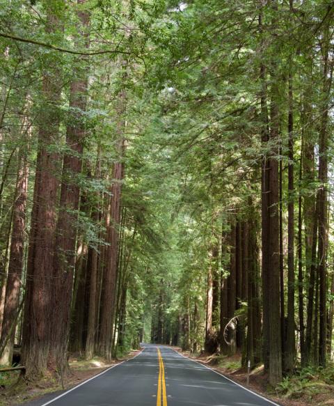 Highway Redwoods
