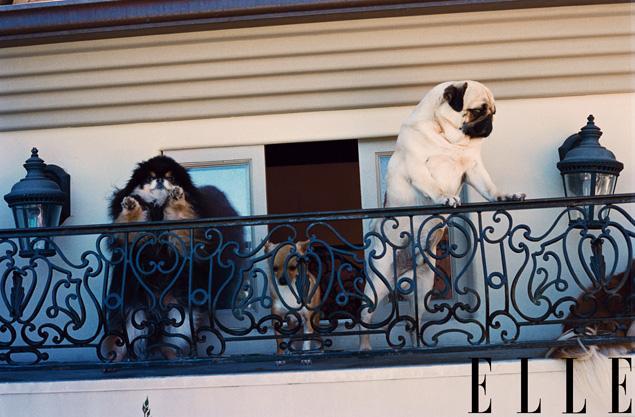 Puppy love! Paris Hilton shows off her home to the July issue of Elle Magazine