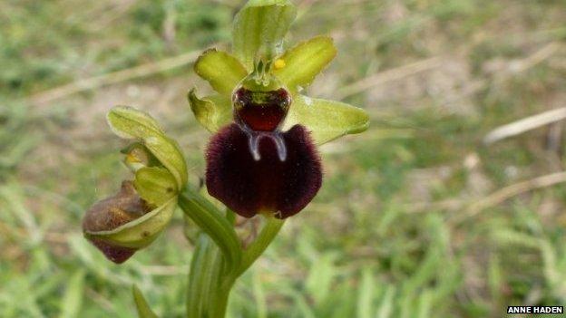 Early Spider Orchid Spotted in Jersey