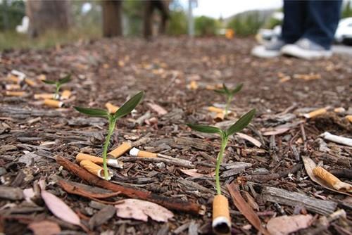 A most creative concept: Every time you throw away your cigarette butt, a plant grows from it! 
I do hate to walk downd the street and walk in the city parks with the filth that many smokers leave behind. This is a great eco concept i have to admit, but how effective would it be in discouraging waste on our urban streets? 
Anyway…read the article in French (or use google translation tool) Here at Modelmas.net
xoxo LLM