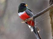 Trogon: Beautiful Nibblers Forest