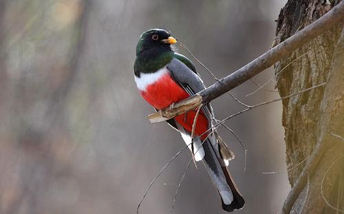 The Trogon: Beautiful Nibblers Of The Forest