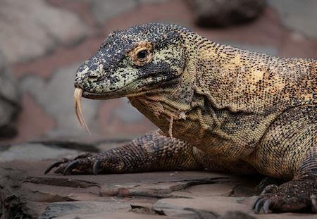 Does The Komodo Dragon Really Kill With A Bacteria-Filled Bite?