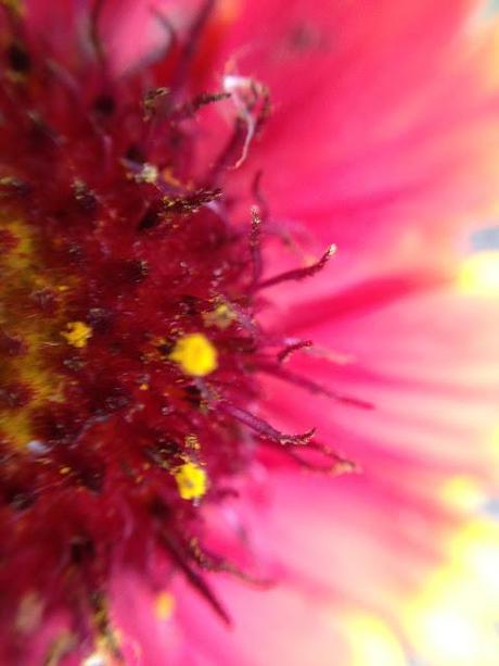 WEEKEND FLOWERS - gaillardia