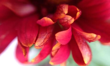 WEEKEND FLOWERS - gaillardia