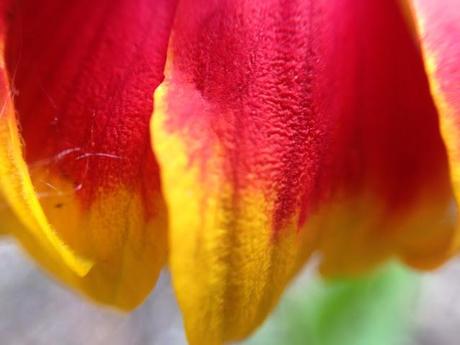 WEEKEND FLOWERS - gaillardia