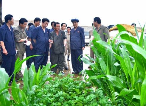 Pak Pong Ju (2nd R) tours the Naejung Cooperative Farm in Yomju County, North P'yo'ngan Province (Photo: Rodong Sinmun).