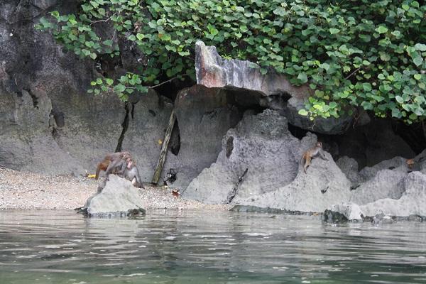 monkeys halong bay