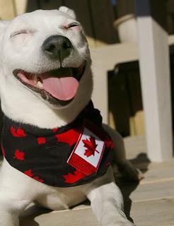 Canada Day Dogs