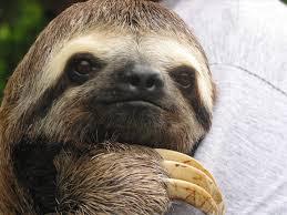 Sloth Days