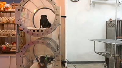 Japan Unveils the DOG Spa of the Future!
