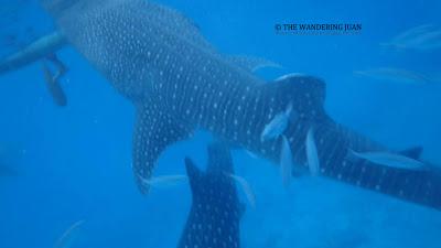 Encounter with Oslob Whale Sharks