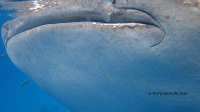 Encounter with Oslob Whale Sharks