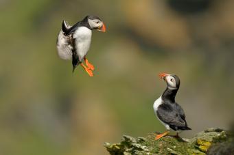 baby puffins