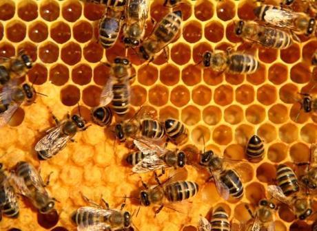 Over 30 Million Bees Found Dead In Elmwood, Canada