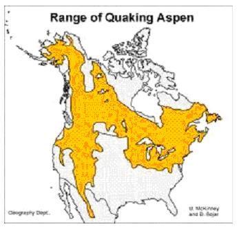 Quaking Aspen Population in Trouble