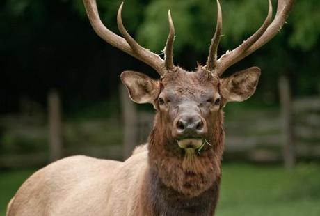 Ecology Forum Discusses The Declining Fortunes Of Yellowstone Elk