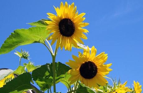 sunflowers-17860_640