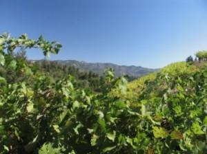 napa-vineyards