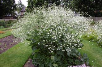 Crambe cordifolia (23/06/2013, Kew Gardens, London)