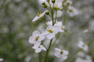 Crambe cordifolia Flower (23/06/2013, Kew Gardens, London)