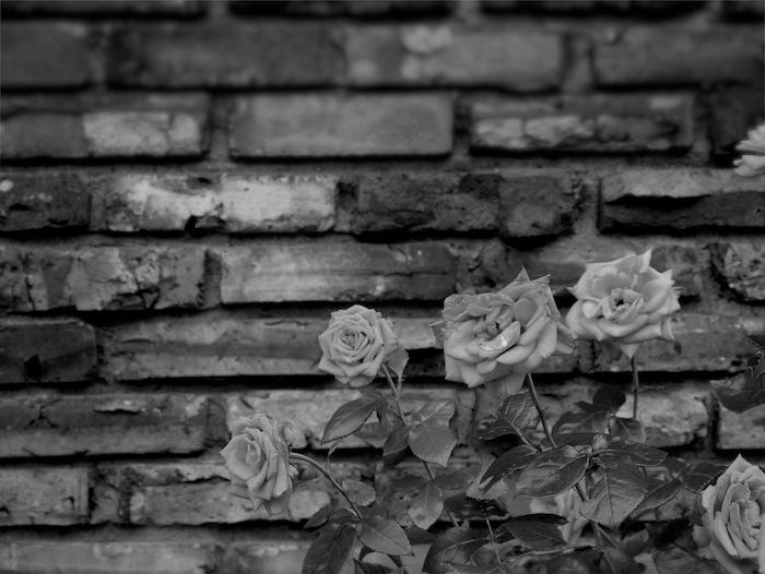 Baltimore Back Streets - Black and White