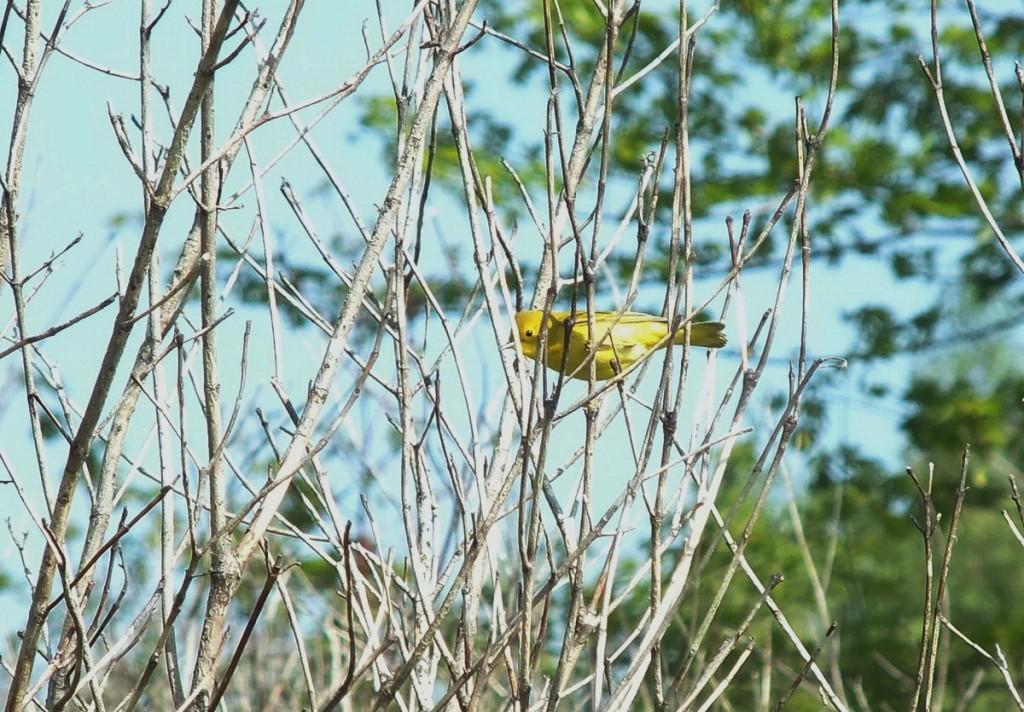 Yellow Warber, female - Second Marsh - Oshawa - Ontario
