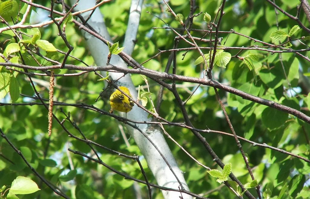 Yellow warbler - rear view - Second Marsh - Oshawa - Ontario
