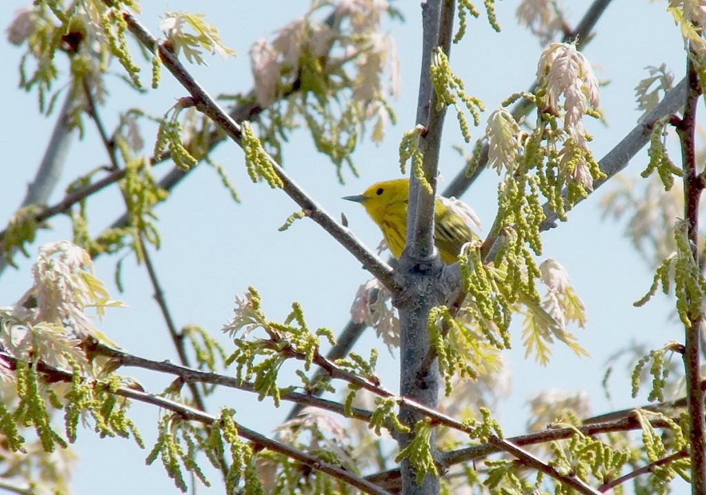 Yellow Warbler male in tree - Second Marsh - Oshawa - Ontario