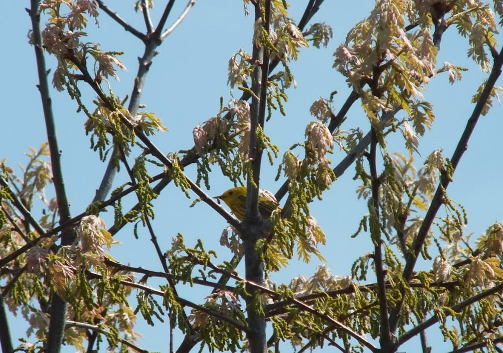 Yellow Warbler, male sits in tree - Second Marsh - Oshawa - Ontario