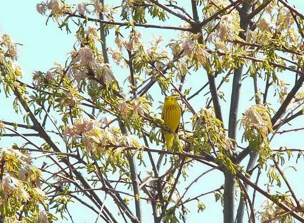 Yellow Warbler male looks right - Second Marsh - Oshawa - Ontario