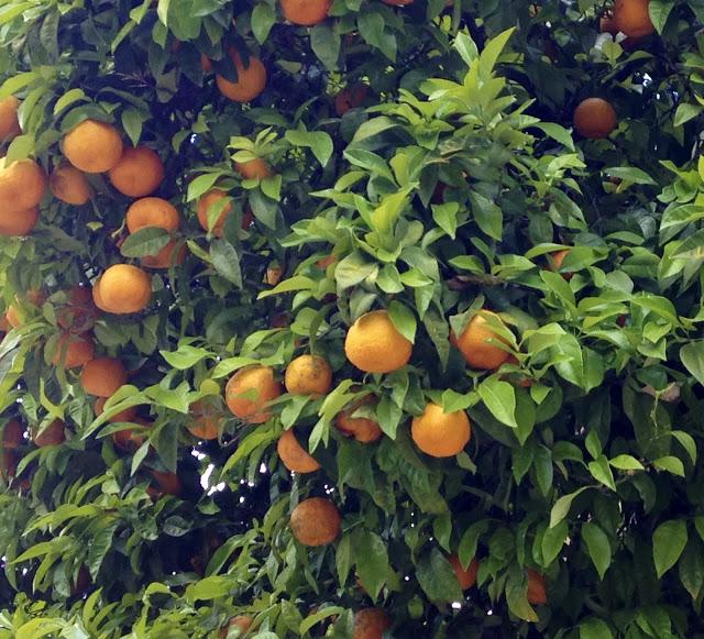 To Preserve Green Oranges
