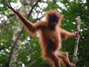 Baby orangutan playing on a tree branch.