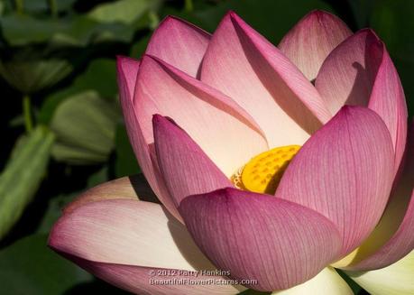 Lotus Blossom © 2012 Patty Hankins